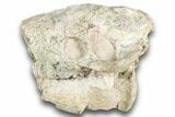 Bargain, Fossil Oreodont (Merycoidodon) Skull - South Dakota #243589-1